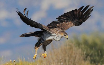 Un’aquila del Bonelli vola dalla Sicilia alla Sardegna