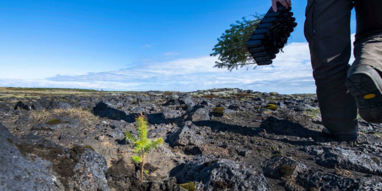 Vuoi piantare un albero? Ecco tutto quello che devi sapere