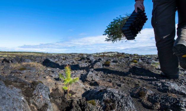 Vuoi piantare un albero? Ecco tutto quello che devi sapere