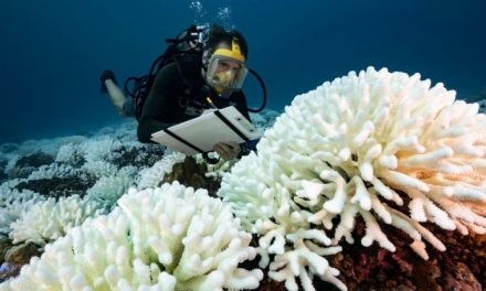 In 70 anni coralli dimezzati, crollo della biodiversità