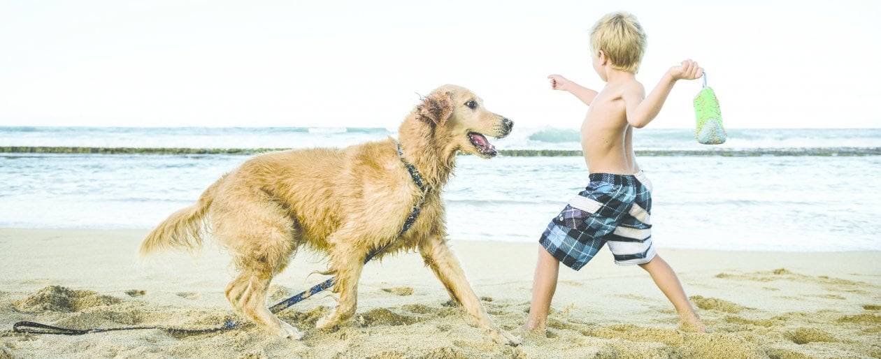 Un’estate in spiaggia con il cane. I diritti e i doveri del padrone (e del quattro zampe)