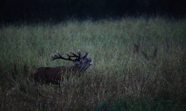 Cansiglio, tutto esaurito in alberghi e ristoranti per il bramito dei cervi