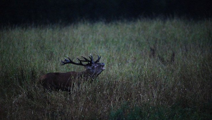 Cansiglio, tutto esaurito in alberghi e ristoranti per il bramito dei cervi