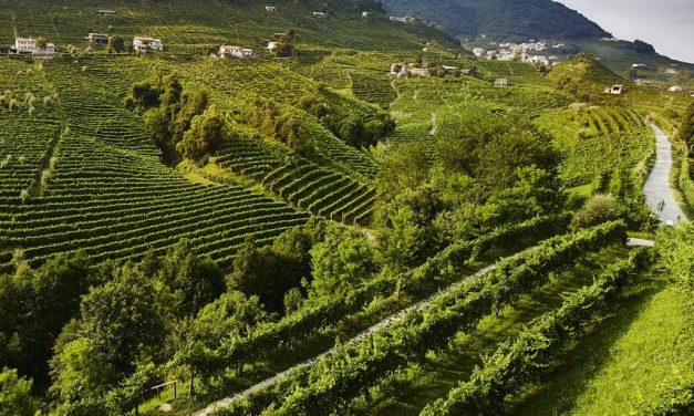 Treviso e quell’oceano verde: tra vigneti, abbazie e memorie di Canova e Bonaparte, nel “giardino di Venezia”