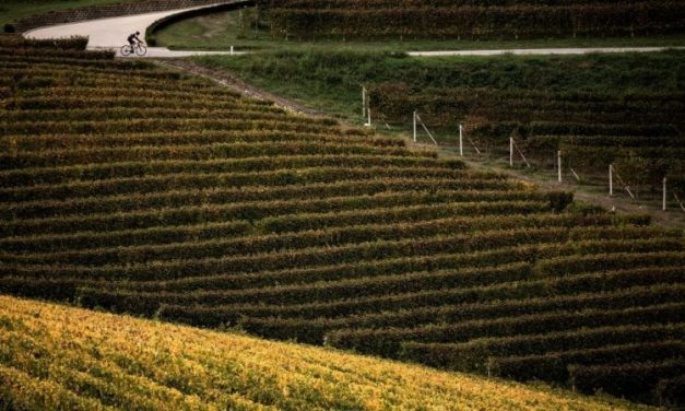 La Bassa Langa in bici: sulle strade del vino e del tartufo