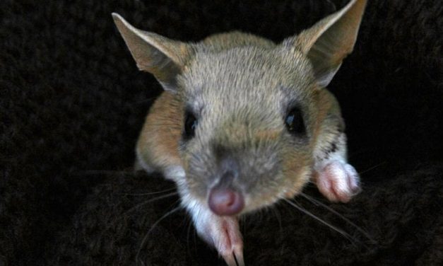 Museruole e maremmani per salvare il bandicoot: e il marsupiale è tornato