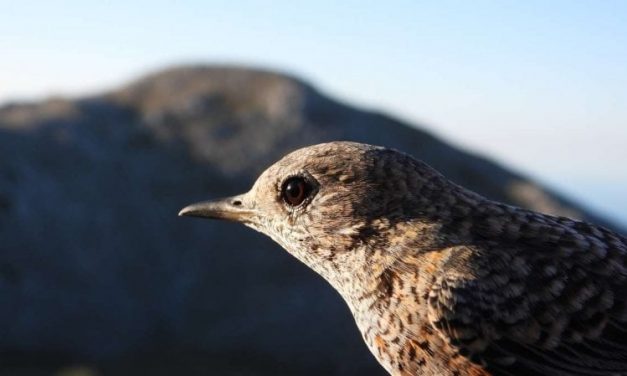 Ornitologi sull’Appennino campano: “Gli uccelli stanno perdendo la bussola”