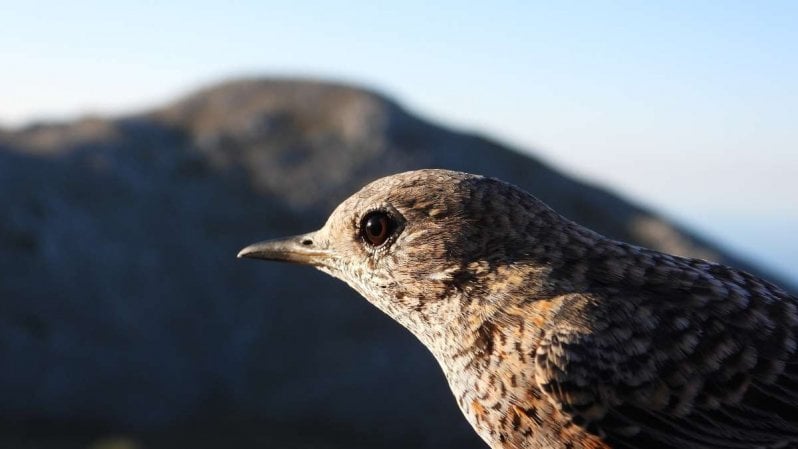 Ornitologi sull’Appennino campano: “Gli uccelli stanno perdendo la bussola”