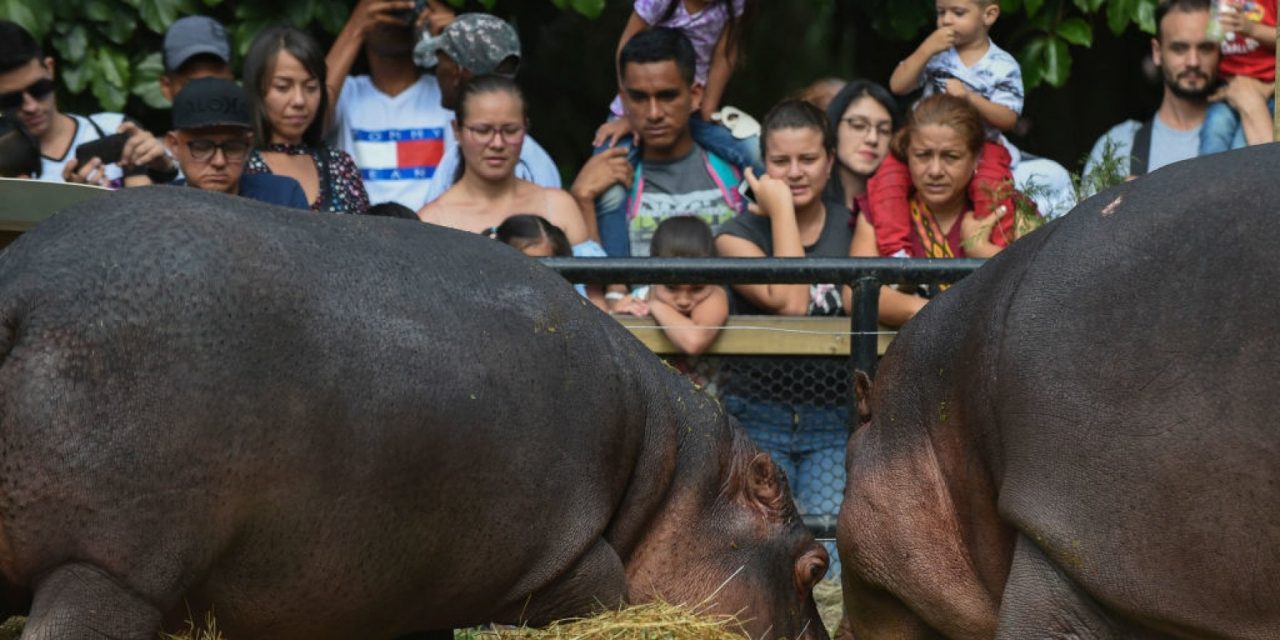 Colombia, gli ippopotami di Escobar sterilizzati con fucili e dardi