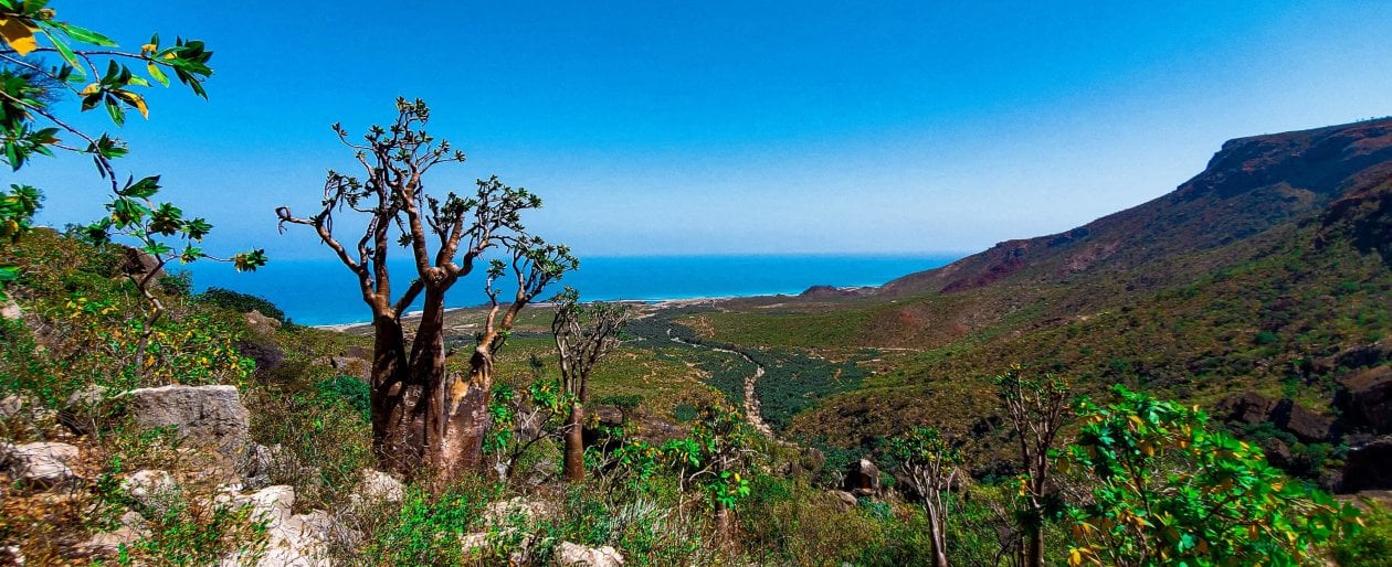 Socotra, l’eden yemenita che punta al turismo di domani. “Venite a scoprire le Galapagos dell’Oceano Indiano”