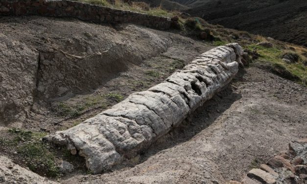 Grecia. Dalla foresta pietrificata di Lesbo affiora albero di 20 milioni di anni fa intatto. “Mai visto uno così, ci svelerà l’isola che fu”