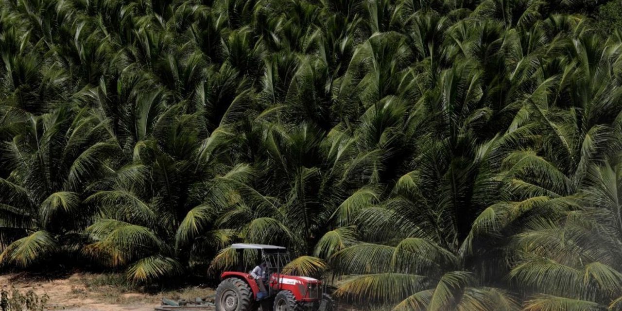 Piantare mille miliardi di alberi? Ecco perché è una toppa peggiore del buco