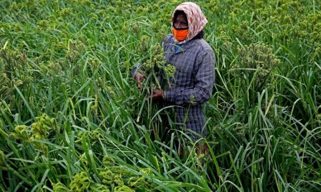 Cop26, cosa manca alle promesse di Glasgow perché l’agricoltura diventi davvero sostenibile