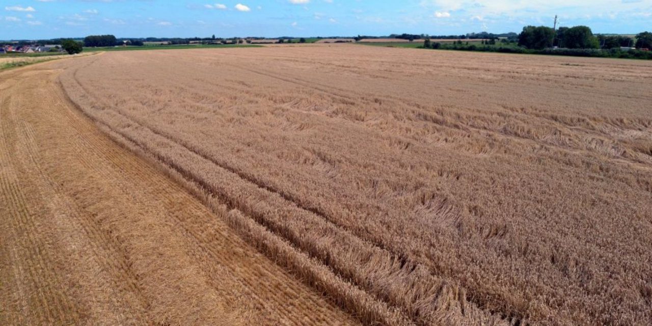 Mais e grano richiedono sempre più acqua, che sta diminuendo