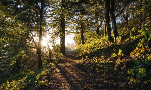 “Il bosco di là” di Lorenzo Marone