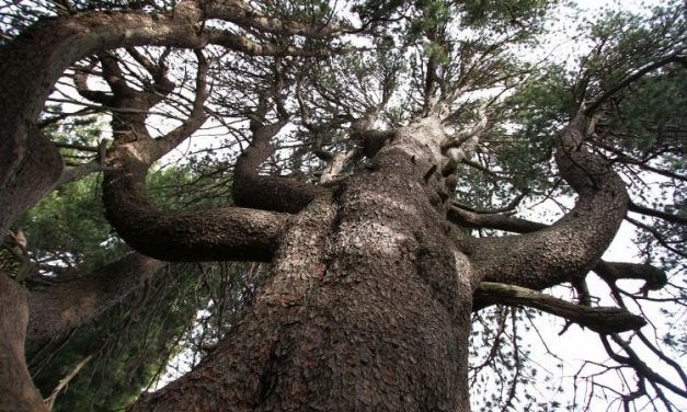 Il Re Leone e altri alberi millenari: una mappa