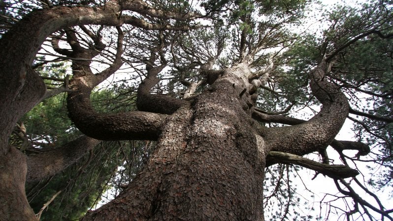 Il Re Leone e altri alberi millenari: una mappa