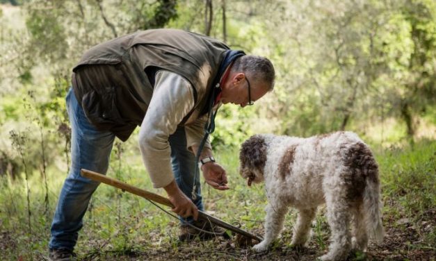 Laboratori, corsi di caccia al tartufo o di cucina. Il viaggio esperienziale, direttamente in hotel