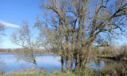 Dove c’era la cava volano gli aironi. “Ora doniamo tutto al Parco del Po”