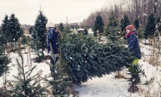 Albero di Natale, ecco perché scegliere quello “vero” e come prendersene cura