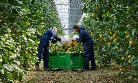 A Scalea i cedri crescono con il 70% di acqua in meno, grazie al fotovoltaico