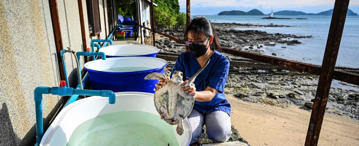 Thailandia. Niente turisti, e poco rumore. Le tartarughe sono tornate a Phuket. Ma non durerà