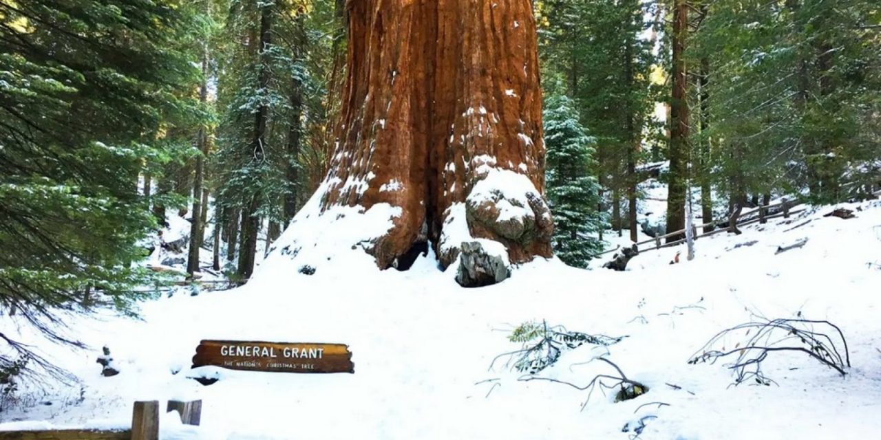 L’albero di Natale naturale più grande del mondo è una sequoia patriarcale