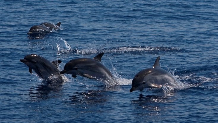 Giovani calciatori in campo per salvare i delfini: un’app per segnalare i cetacei nel Mediterraneo