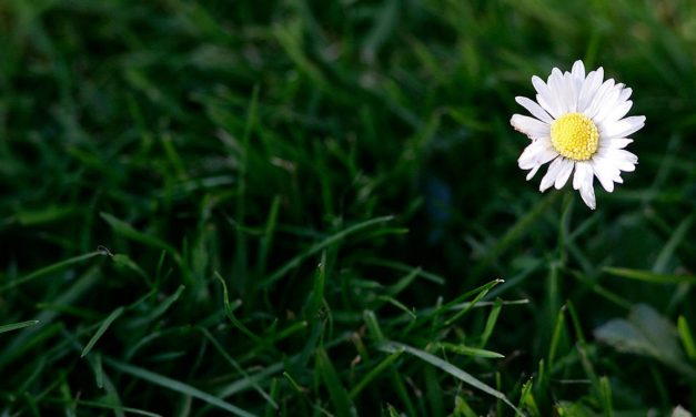 La globalizzazione dei prati: così i fiori ‘alieni’ distruggono la biodiversità