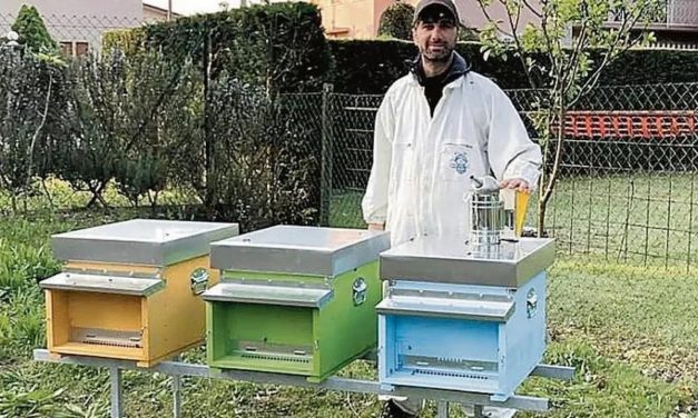 Le api nei vigneti? Basta ridurre l’uso dei pesticidi