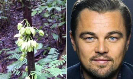 Un albero dedicato a Leonardo DiCaprio tra le nuove specie del 2022