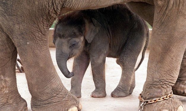 Ha chiuso lo zoo di Phuket. Ma è una buona notizia soltanto a metà