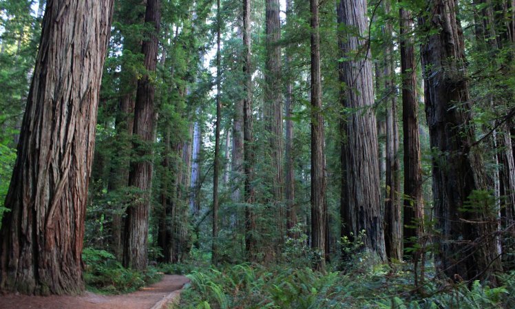 Le antiche foreste restituite ai nativi americani, i primi tutori della Natura