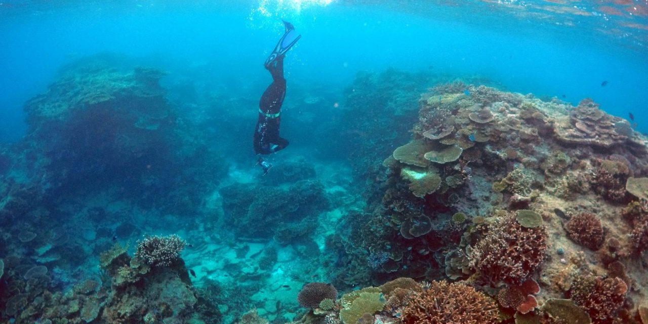 Dai ‘pozzi’ fino ai ‘corridoi di dispersione’, le barriere coralline sono interconnesse
