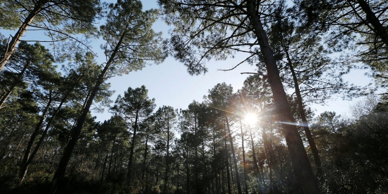 Ci sono ancora 9mila specie di alberi sconosciute, ma molte sono già in pericolo