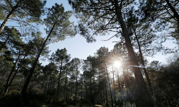 Ci sono ancora 9mila specie di alberi sconosciute, ma molte sono già in pericolo