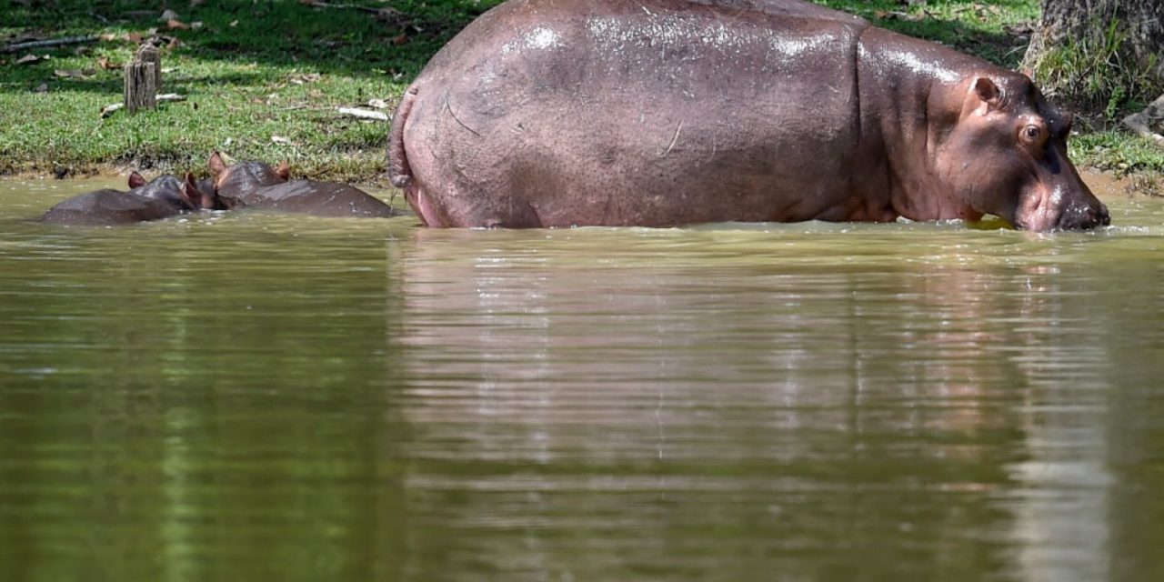 Gli ippopotami di Escobar diventano specie invasiva