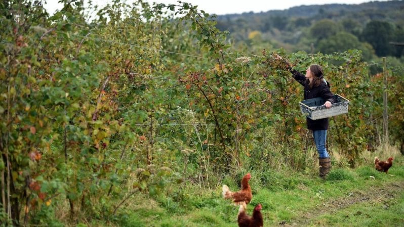 Fasi lunari e corni con letame: cosa è l’agricoltura biodinamica e perché la scienza non la approva