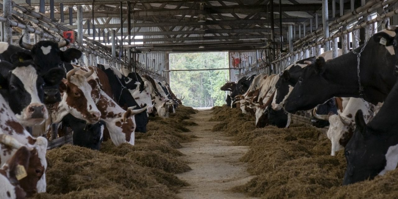 Eliminare del tutto la produzione di carne potrebbe salvare il Pianeta, dice uno studio