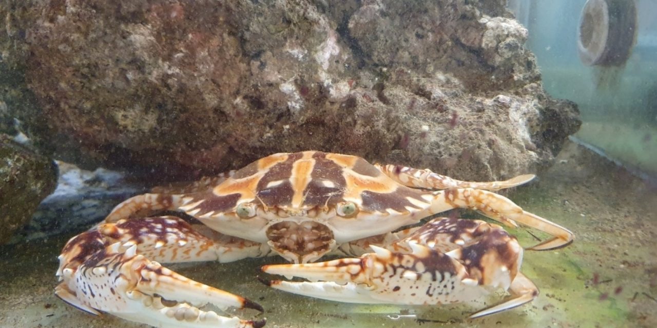 Un granchio indiano pescato nel mare davanti a Genova