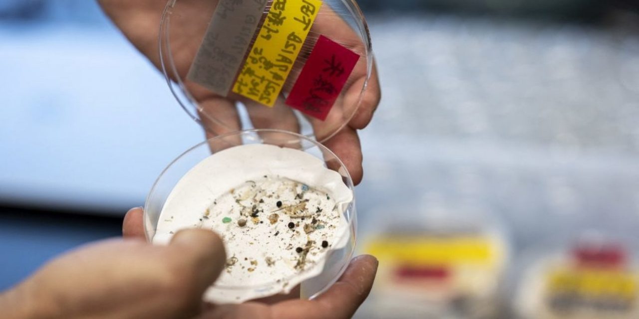 Dimostrato l’effetto delle microplastiche sul corpo: aumentano la tossicità delle sostanze inquinanti