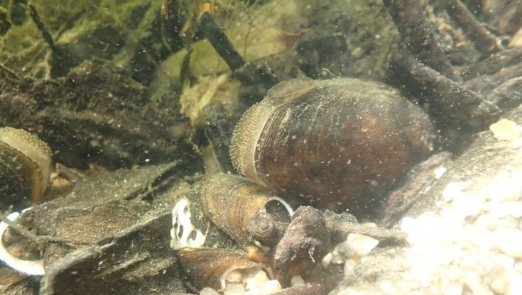 Le cozze con microchip per ripopolare (e ripulire) il lago d’Orta