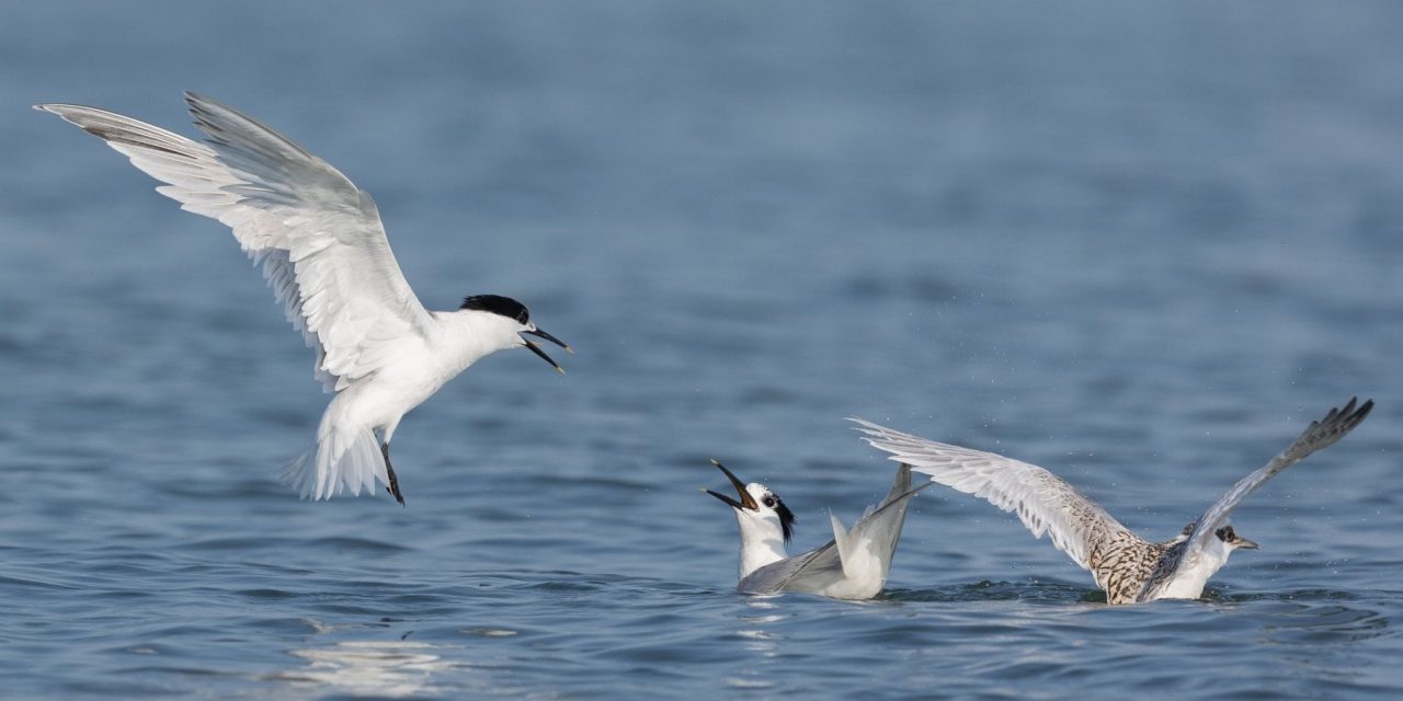 Pesticidi e farmaci nelle piume degli uccelli della laguna veneta