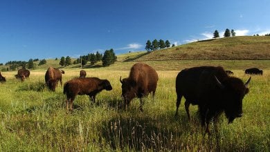 I Sioux del Dakota vogliono ripopolare le loro praterie di bisonti