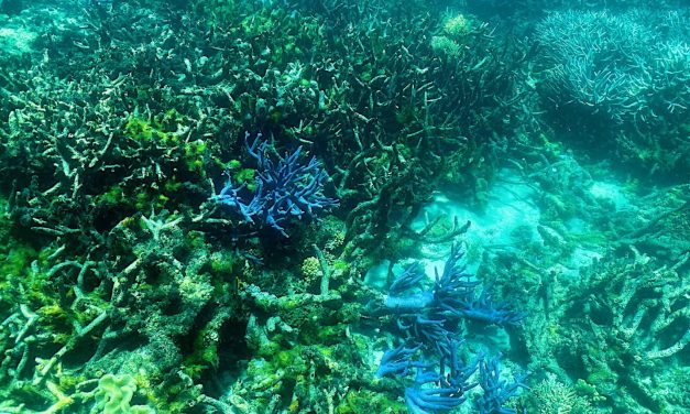 Oceano troppo caldo, si sbianca la Grande barriera corallina australiana