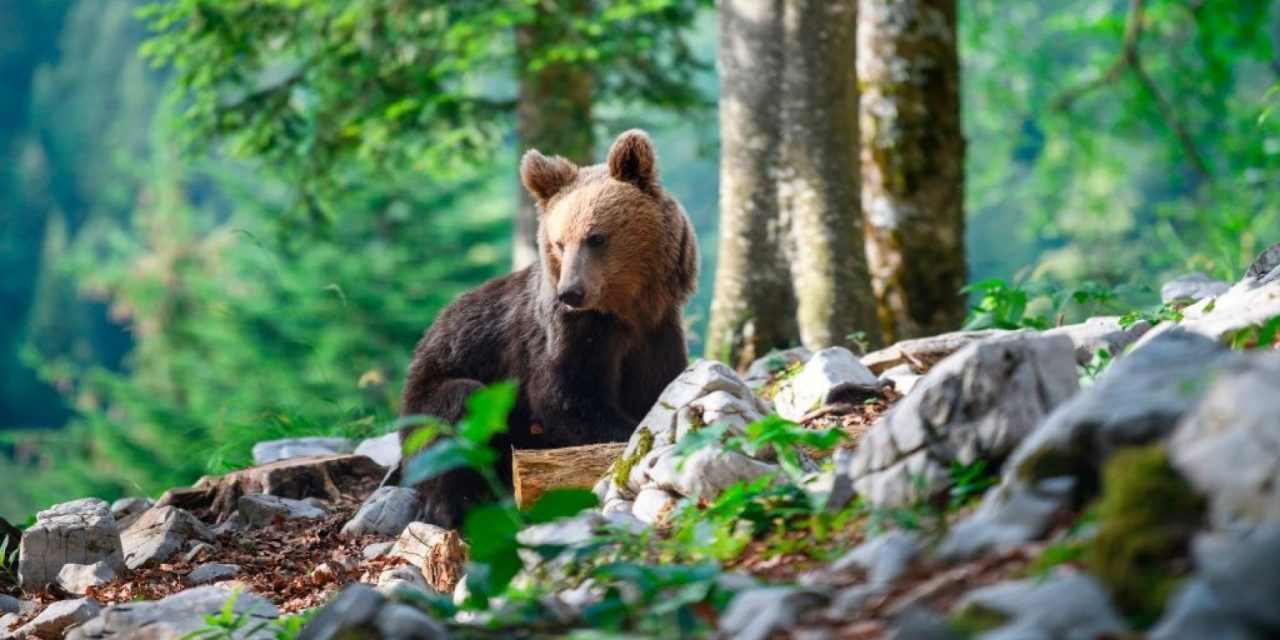 La provincia di Trento non può decidere di abbattere gli orsi. Lo dice una sentenza del Consiglio di Stato