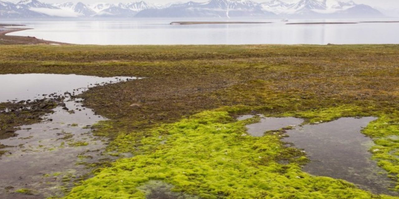 Il permafrost artico si scioglie più velocemente a causa delle piogge estreme