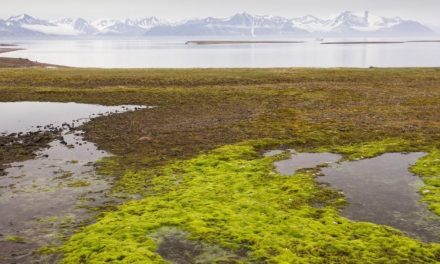 Il permafrost artico si scioglie più velocemente a causa delle piogge estreme