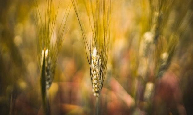 Grano, mais, olio di girasole: è crisi per la guerra? Abbiamo un milione di ettari da coltivare per evitarla