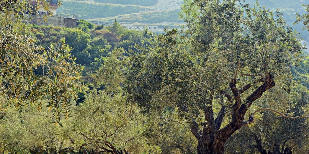 Così il Salento punta a diventare il primo distretto agricolo a emissioni zero d’Europa